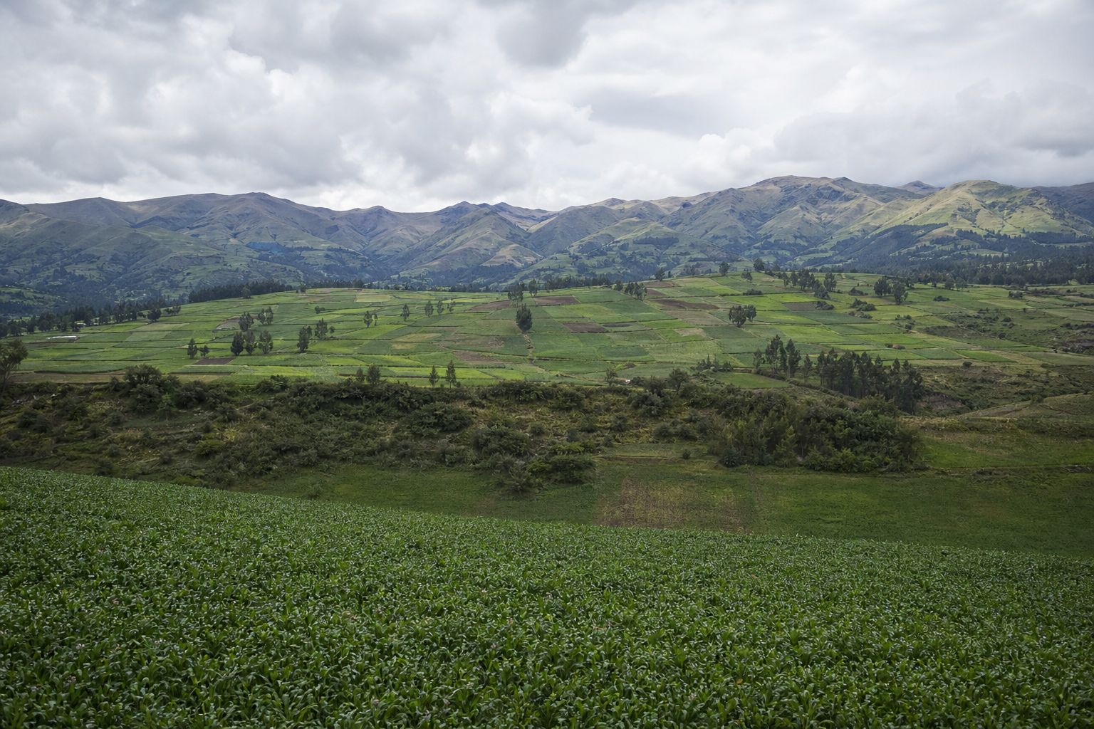 Campos agrícolas y cadena de agroexportación sostenible